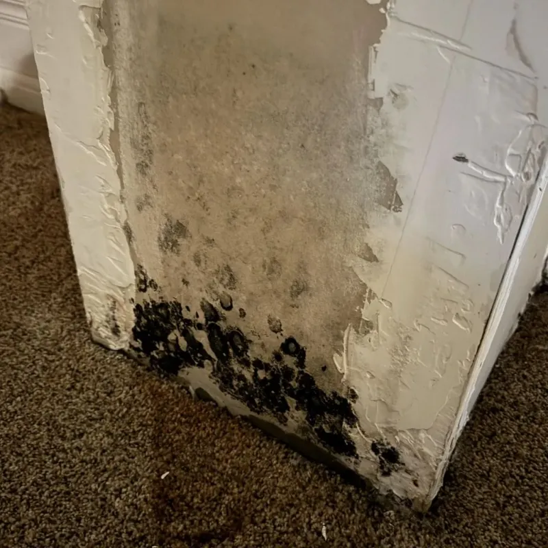 Professional Mold Removal in Lima, OH
